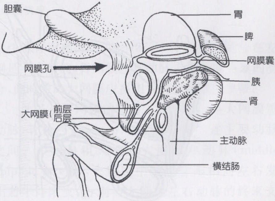 第一節(jié) 大網(wǎng)膜的胚胎發(fā)生